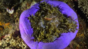 1688_pink skunk anemone fish night