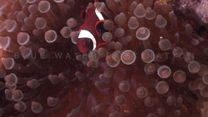 0772_juvenile tomato anemonefish