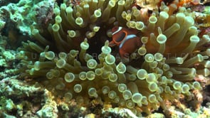 0773_juvenile tomato anemone fish super active