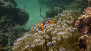 0774_orange anemonefish hiding in anemone