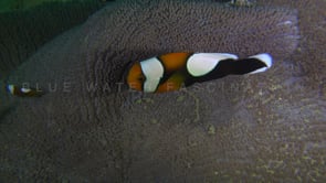 0775_saddle back anemone fish family in sea anemone