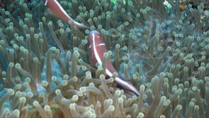 0781_pink skunk anemone fish close up