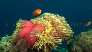 0937_orange anemone fish pink anemone wide angle