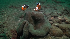 0825_saddleback anemone fishes