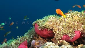 0940_pink anemones orange anemone fish anthias