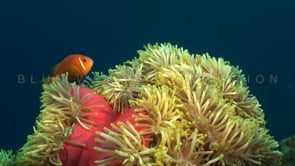 0938_orange anemone fish pink anemone close up