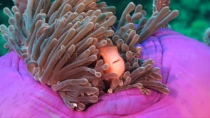 0941_pink anemones purple anemone super close up