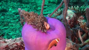0943_pink anemone fish in  purple anemone wide angle