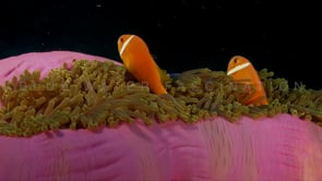 0946_orange anemone fishes in pink anemone close up black background