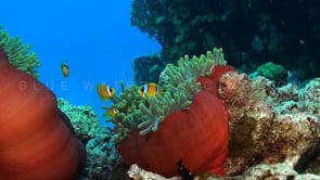 0954_Twoband anemone fishes in two red sea anemones