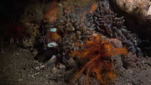 1000_anemonefish hiding at night
