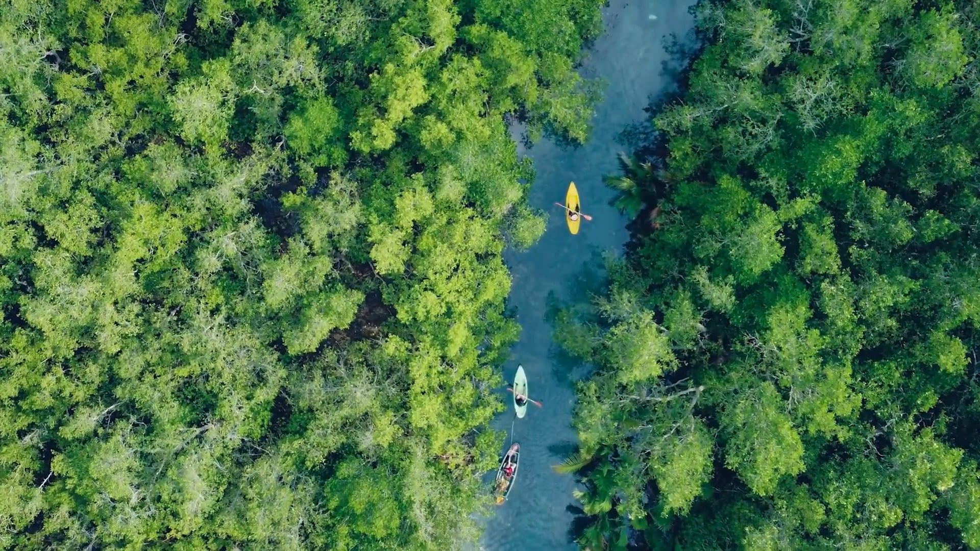 Preview: Kayaking to the Mangroves on Vimeo
