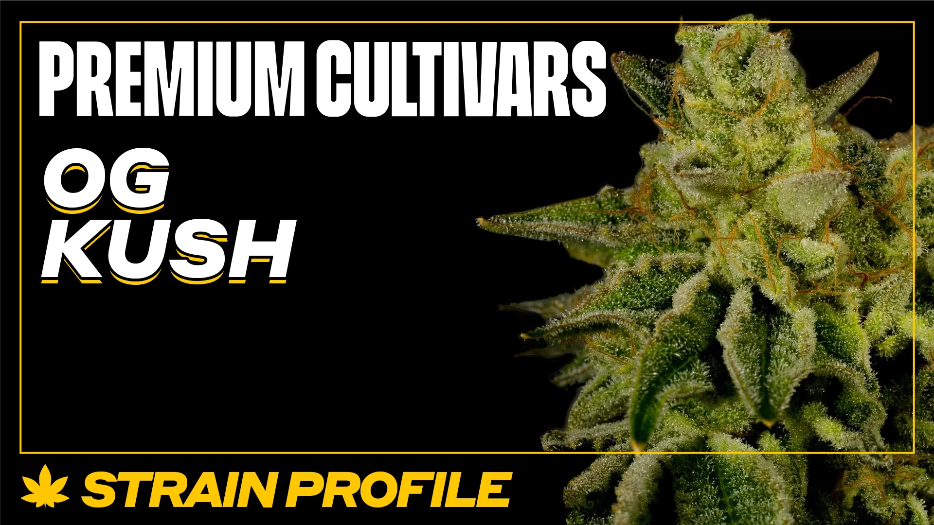 【Gangster】THXE 1ml OG KUSH + Buy Bulk Gangster Kush Strain - Cheap Weed Pounds & Reviews
