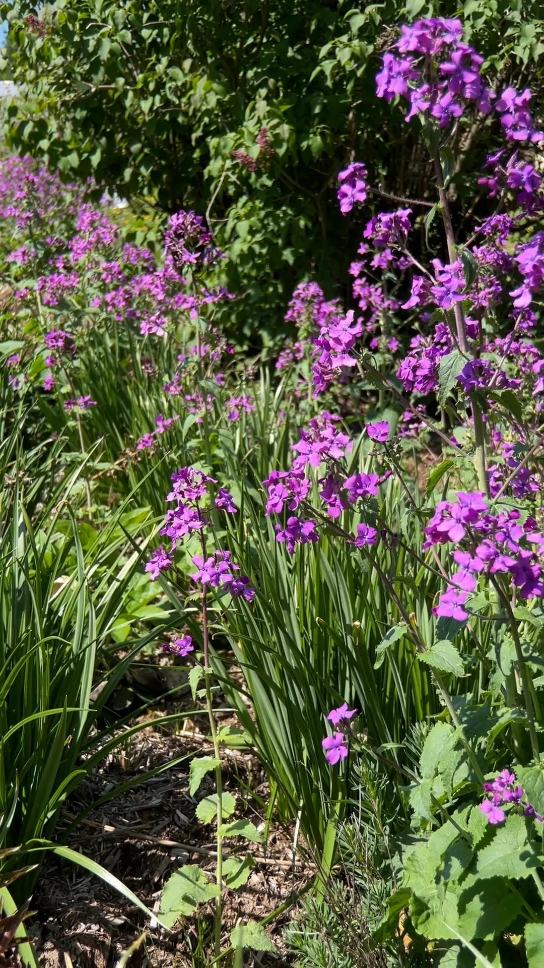 LUNARIA