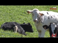 El programa Prima, un éxito en la recría