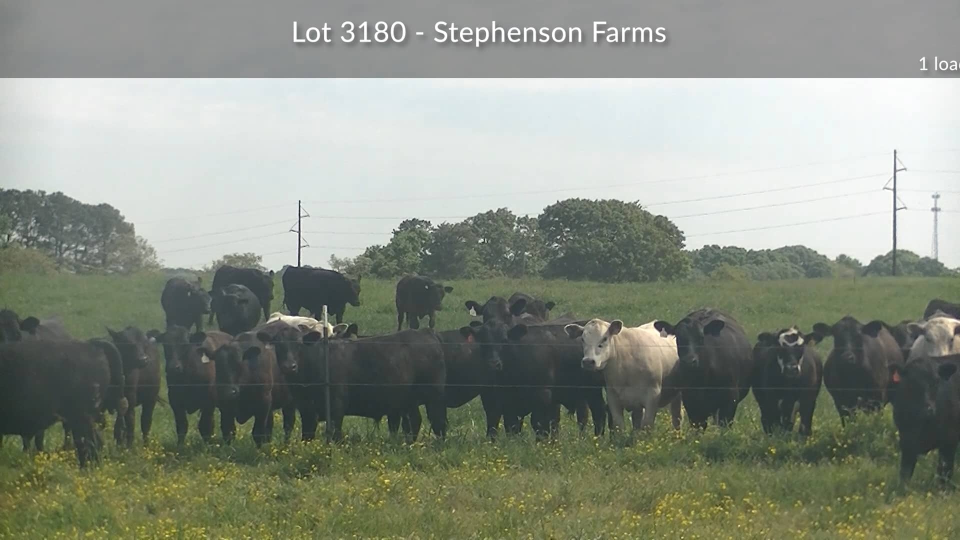 3180-Stephenson Farm (Hfrs) on Vimeo