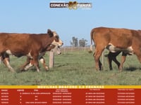 Lote 02