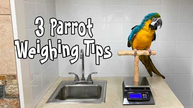 Mini NU Perch Parakeet Training Scale - Small Parrots & Parakeets
