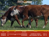 Lote 29