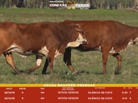 Lote 44