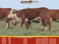 Lote 52