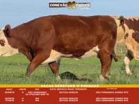 Lote 77