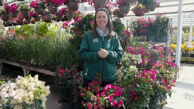 Bougainvillea Spotlight | How to Grow and Care for Tropical Bougainvillea Indoors and Out