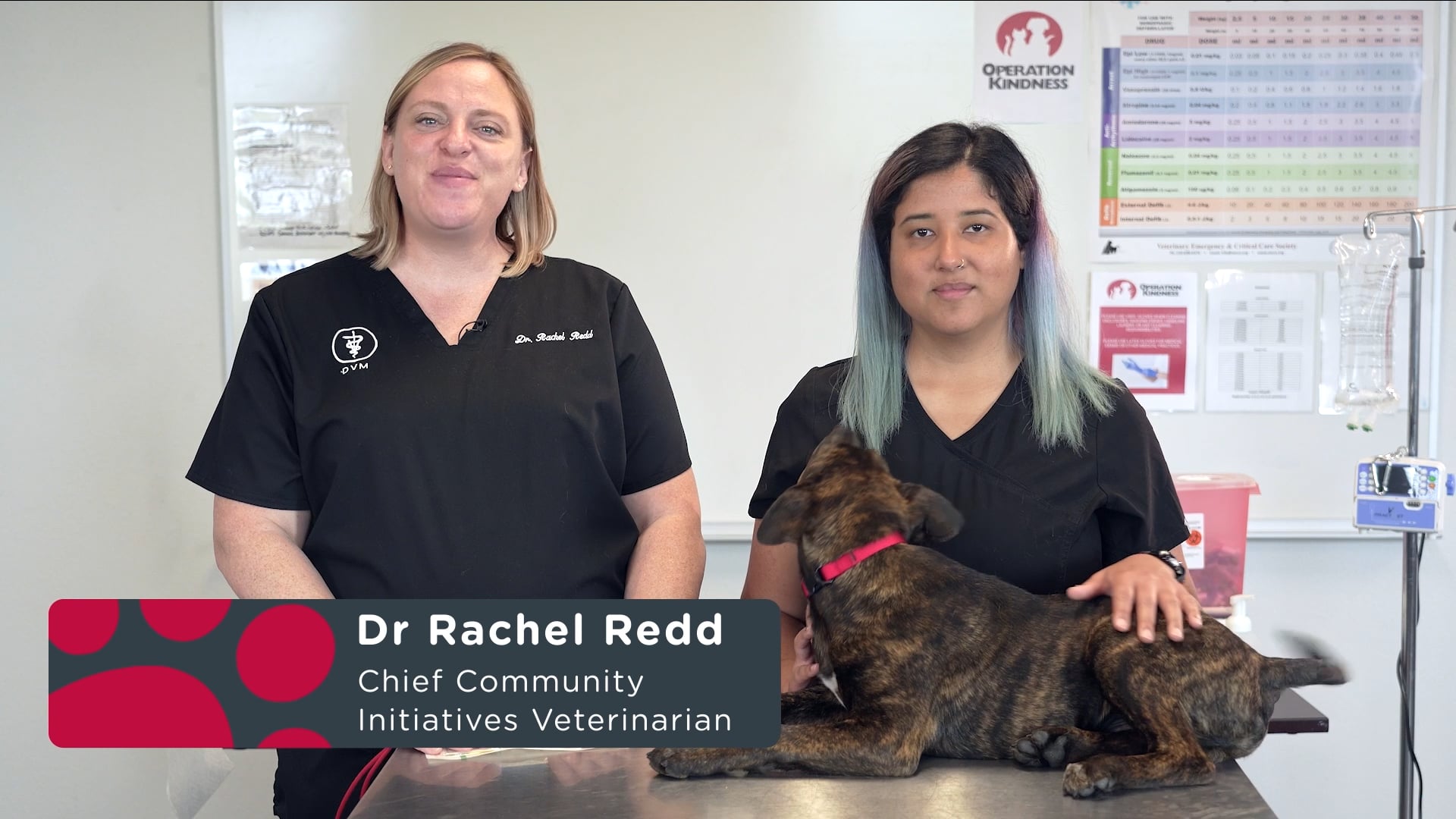 How to properly scan and implant a microchip | Videos & Movies on Vimeo