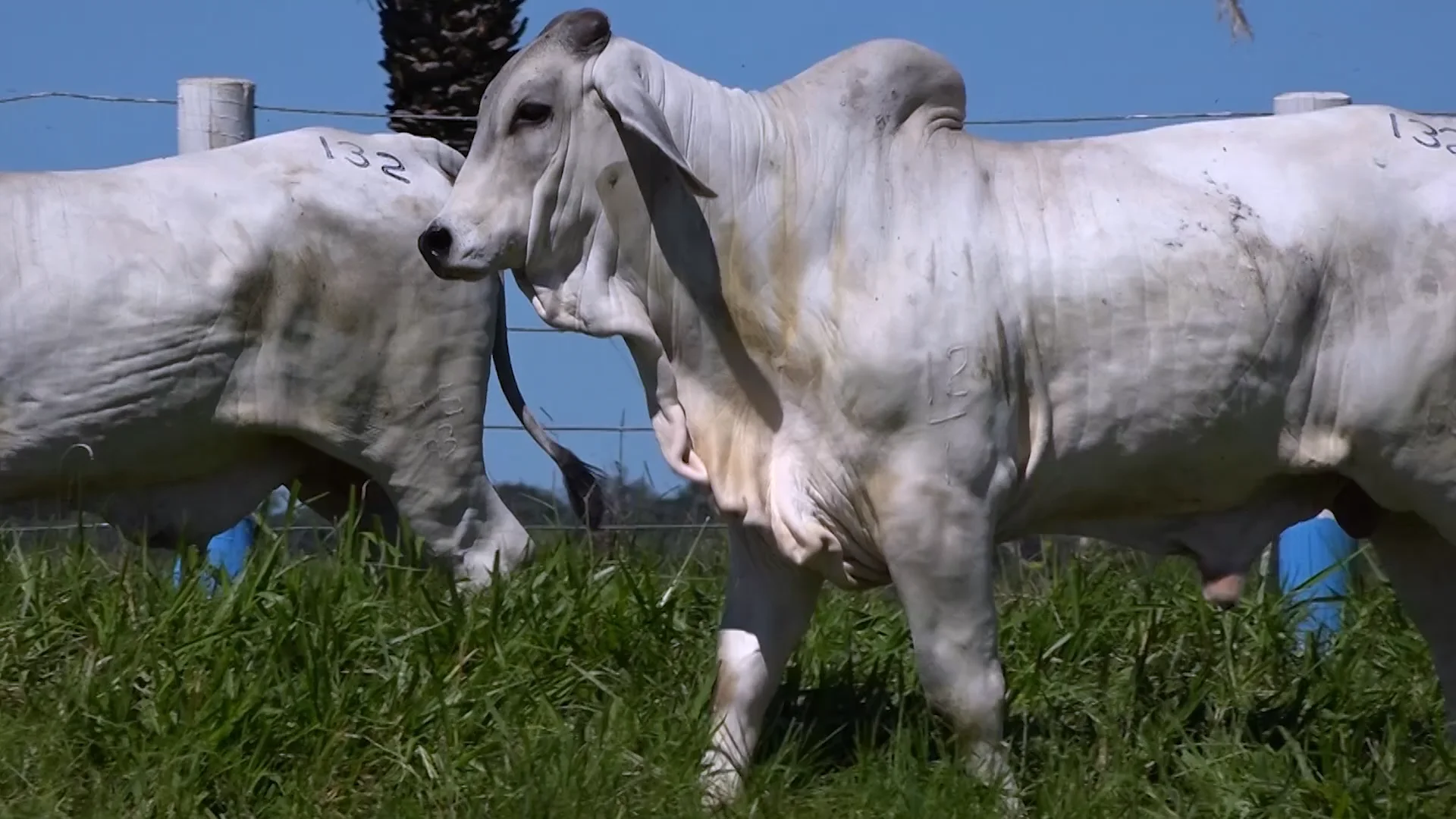 LOTE 132 on Vimeo