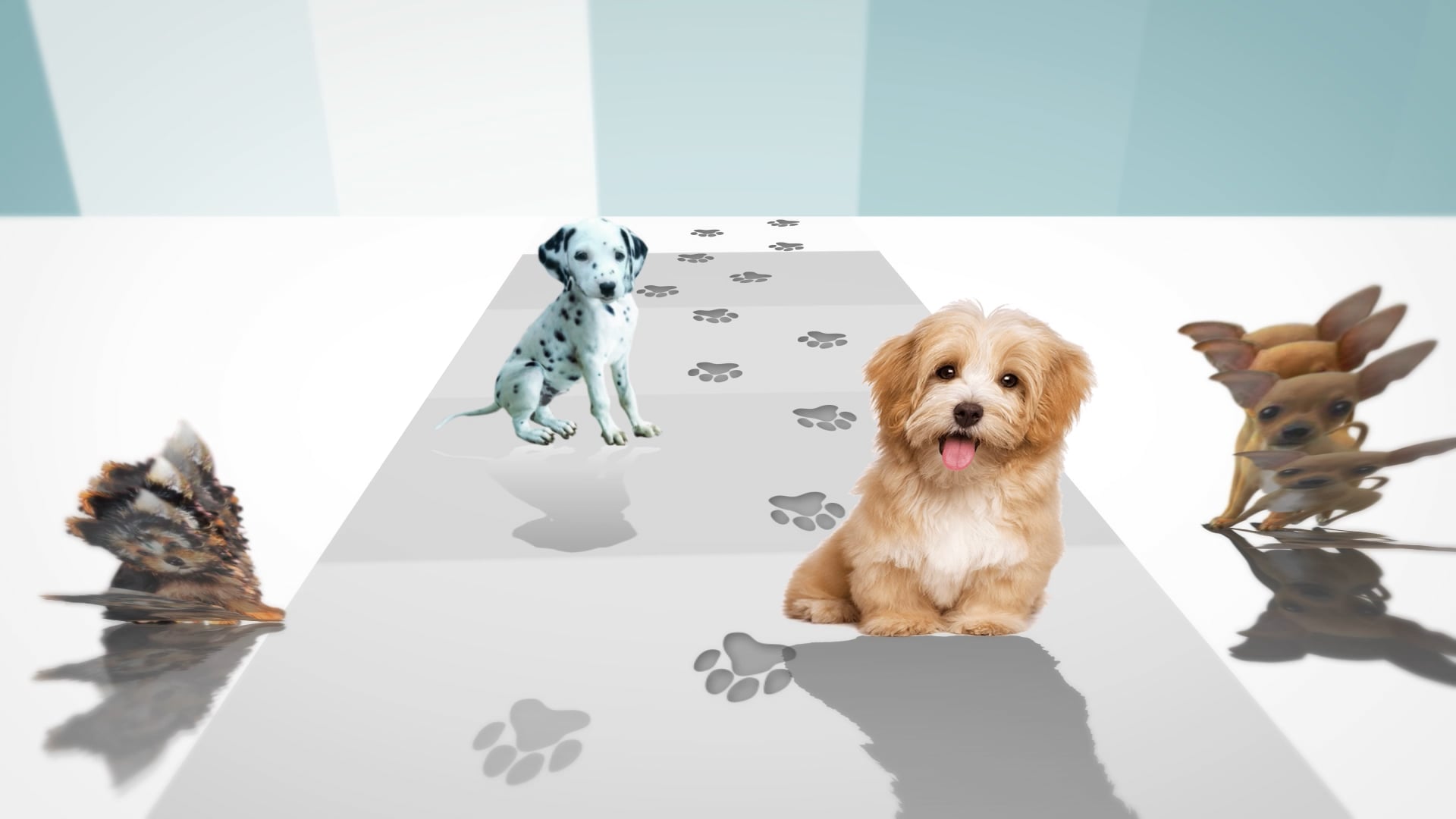 Spot Pet Insurrance