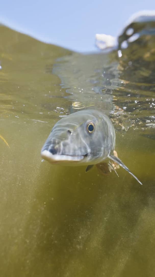 Florida Keys Bonefish PSA Discovery on Vimeo