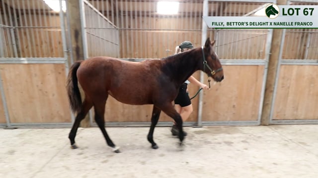 Lot 67
