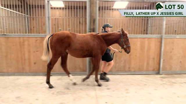 Lot 50