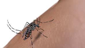 Campanya de prevenció contra el mosquit tigre.