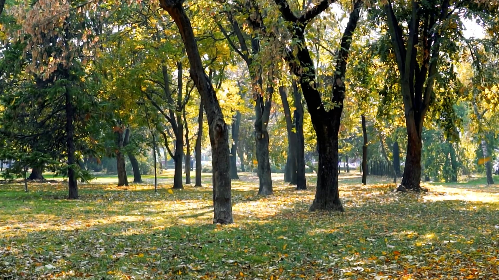 大葉產後護理之家形象影片