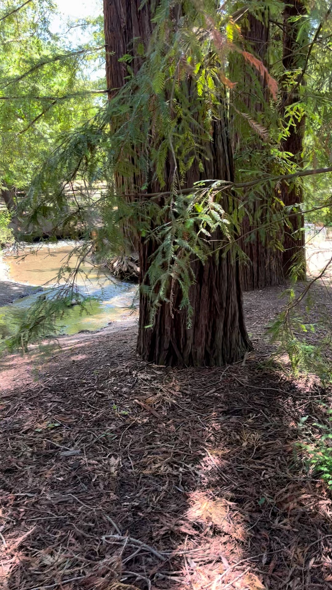 Refresh in Local Natural Surprises