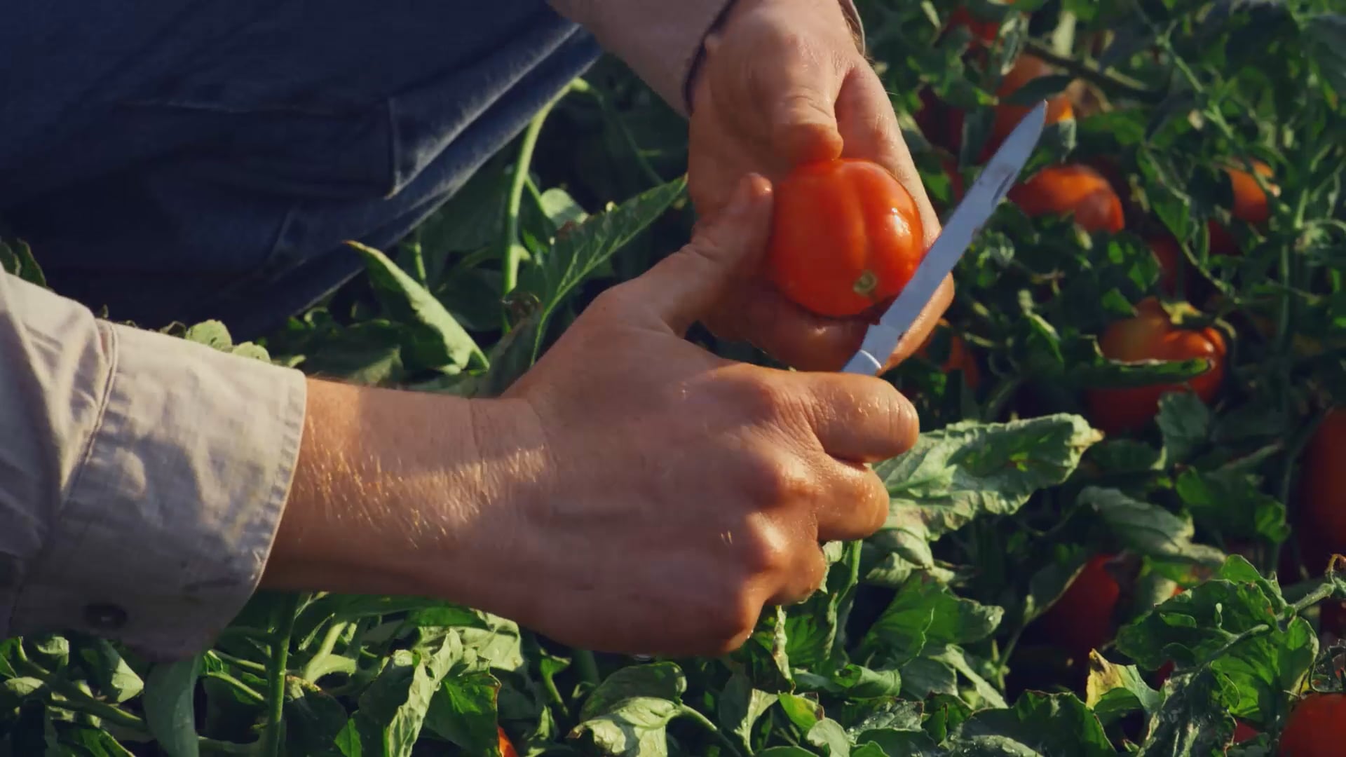 Farm to Fork | The recipe