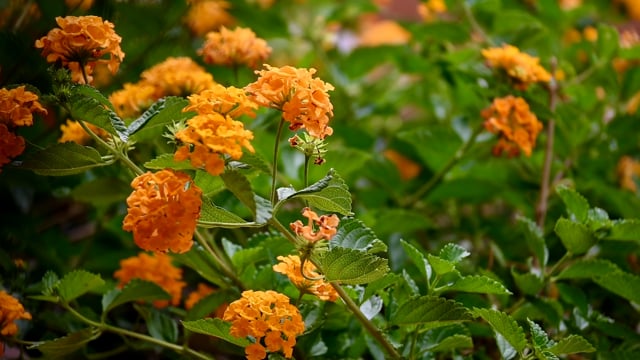 Flowers Yellow Lantana Free Stock Video - Pixabay