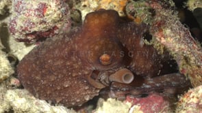0442_starry night octopus close up