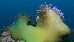 0080_pink skunk anemone fish anemone unfolding