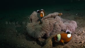 0182_saddleback anemonefishes