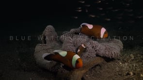0183_saddleback anemone fishes with eggs