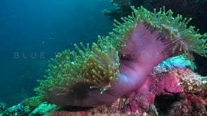 0216_pink skunk anemonefish