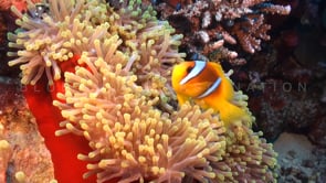 0384_Two banded Anemonefish