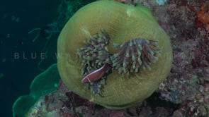 0403_pink anemonefish