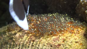 0456_anemonefish eggs