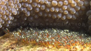 0457_Anemonefish eggs close up