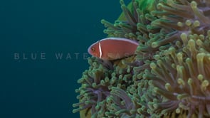 0684_pink skunk anemonefish close up