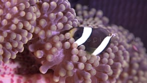 0690_juvenile anemonefish in anemone