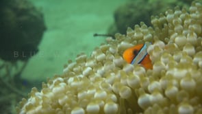 0692_orange anemone fish hiding in anemone close up